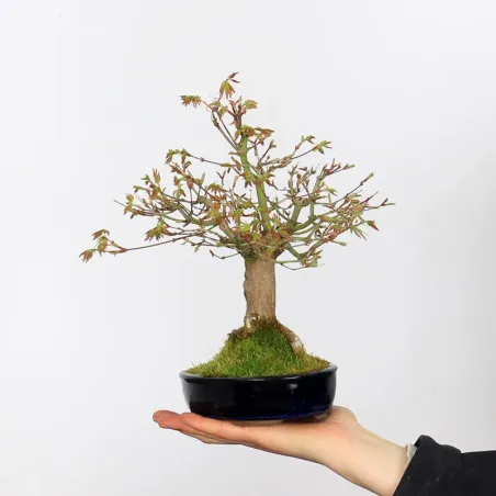 Palmatum Maple Bonsai APS-1-4