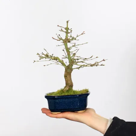 Palmatum Shohin Maple Bonsai APS-1-5