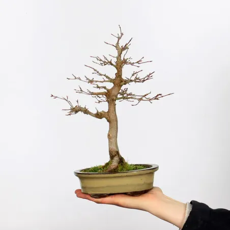 Bonsai Erable Palmatum Shohin APS-1-6