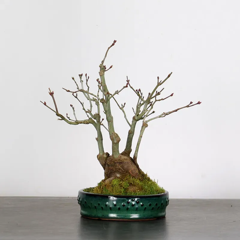 Bonsai Erable Palmatum Shohin APS-1-9