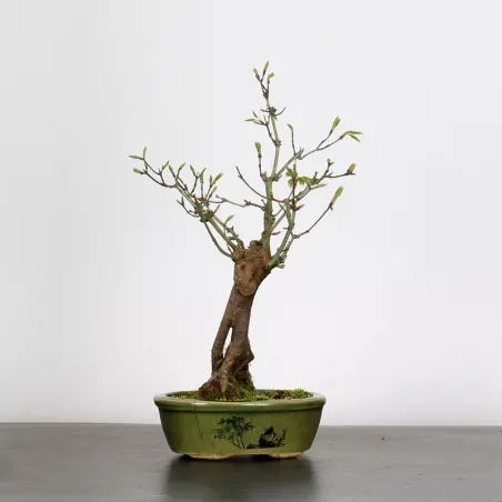 ACER PALMATUM SHOHIN 1-13