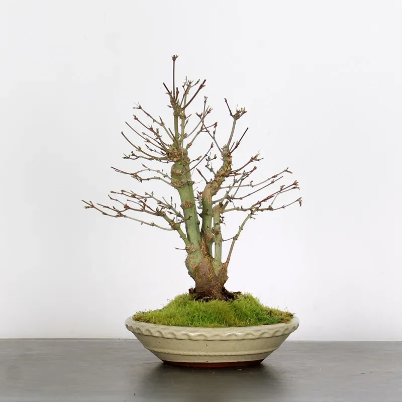 Bonsai Erable Palmatum APS-1-15