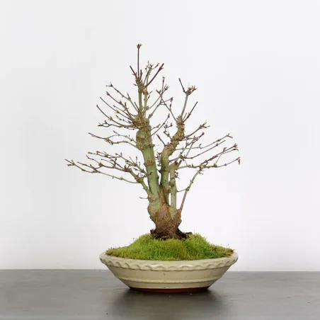 ACER PALMATUM SHOHIN 1-15