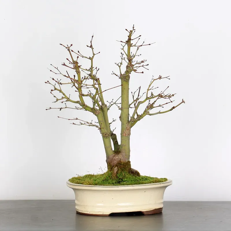 ÉRABLE DU JAPON "ACER PALMATUM SHOHIN" 1-16