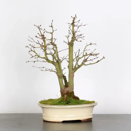 ACER PALMATUM SHOHIN 1-16