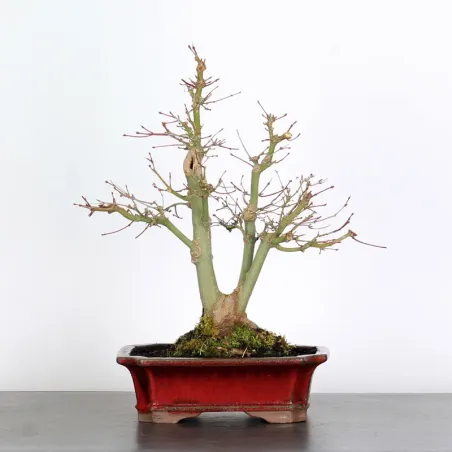 Bonsai Acer Palmatum AP-1-8