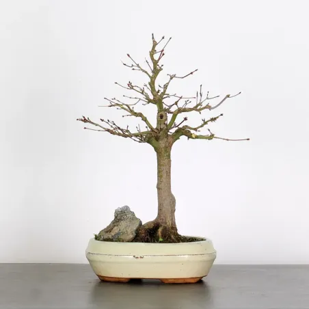 Bonsai Acer Palmatum AP-1-12