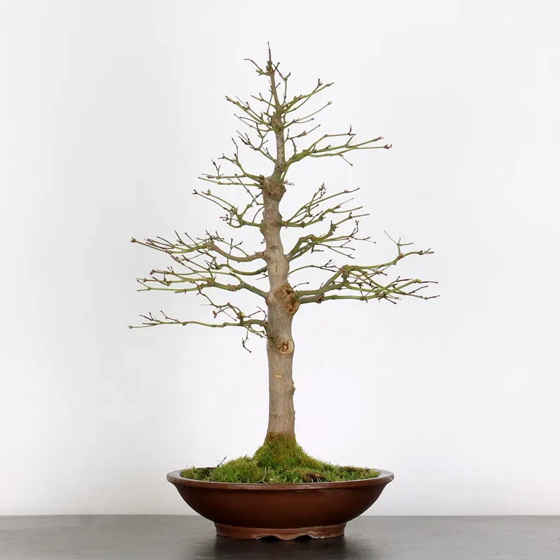 Bonsai Acer Palmatum AP-1-13