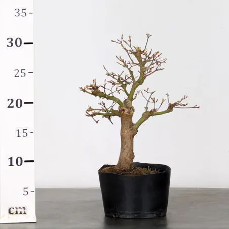 image supplémentaire - PREBONSAI MAPLE PALMATUM n°1