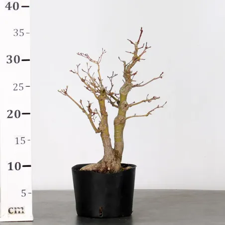 image supplémentaire - PREBONSAI MAPLE PALMATUM n°2