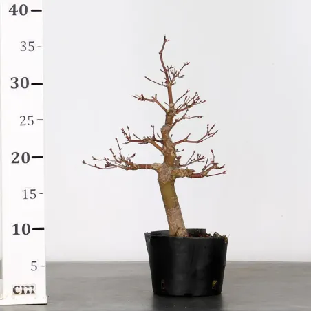 image supplémentaire - PREBONSAI MAPLE PALMATUM n°3