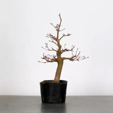 PREBONSAI MAPLE PALMATUM n°3