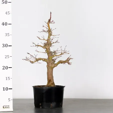 image supplémentaire - PREBONSAI ERABLE PALMATUM n°4