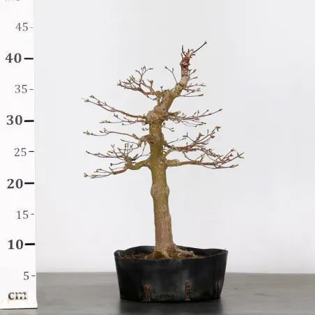 image supplémentaire - PREBONSAI ERABLE PALMATUM n°5