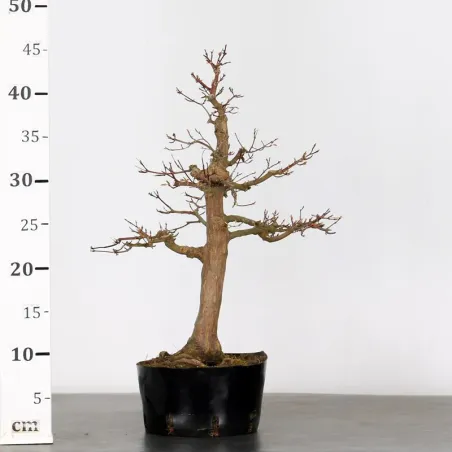 image supplémentaire - PREBONSAI ERABLE PALMATUM n°6