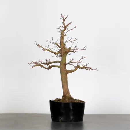 PREBONSAI ERABLE PALMATUM n°6