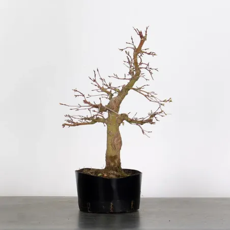 PREBONSAI ERABLE PALMATUM n°7