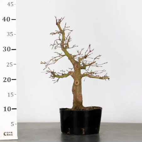 image supplémentaire - PREBONSAI ERABLE PALMATUM n°7