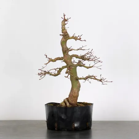 PREBONSAI ERABLE PALMATUM n°8