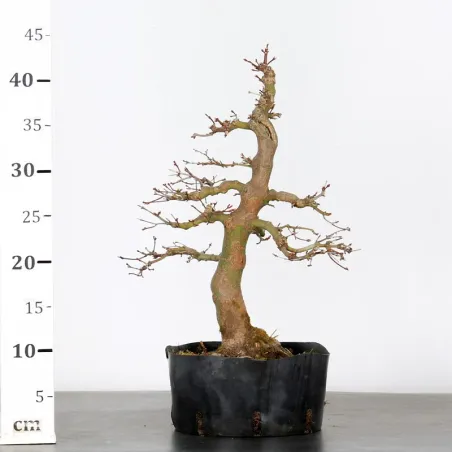 image supplémentaire - PREBONSAI ERABLE PALMATUM n°8