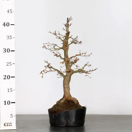 image supplémentaire - PREBONSAI ERABLE PALMATUM n°9