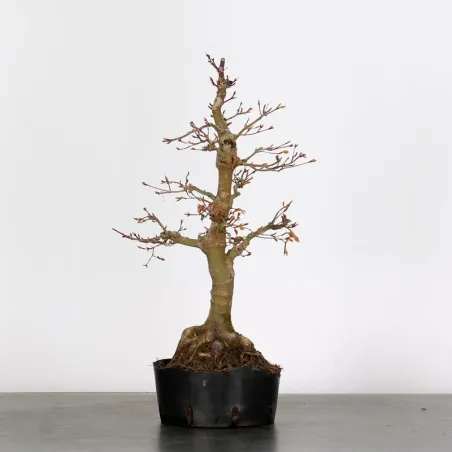 LOT 5 PREBONSAI MAPLE PALMATUM n°9