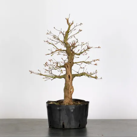 PREBONSAI ERABLE PALMATUM n°10