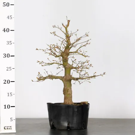 image supplémentaire - PREBONSAI ERABLE PALMATUM n°10