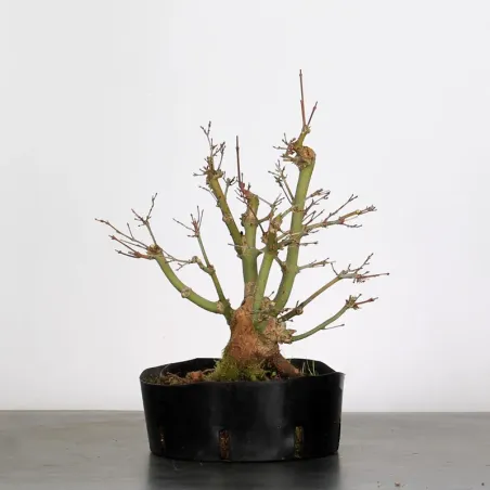 PREBONSAI ERABLE PALMATUM n°11