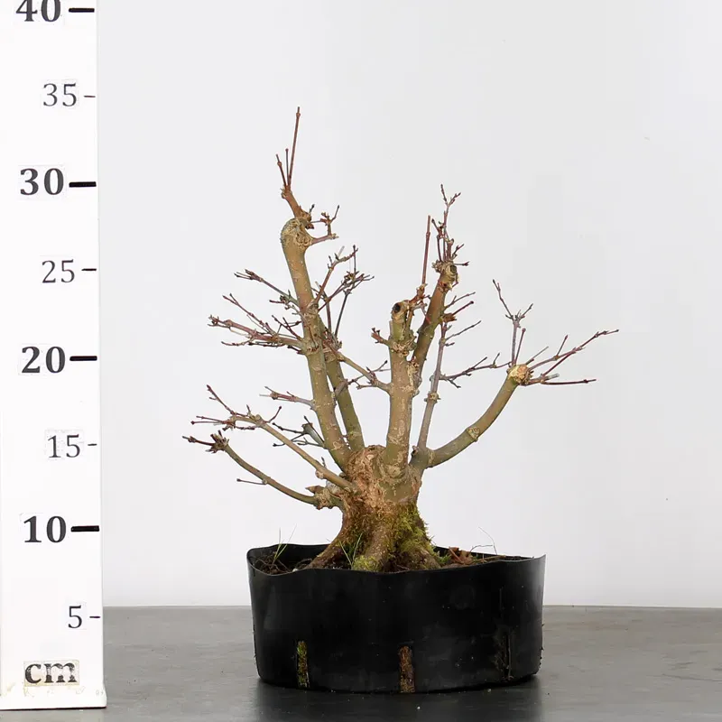 image supplémentaire - PREBONSAI ERABLE PALMATUM n°11