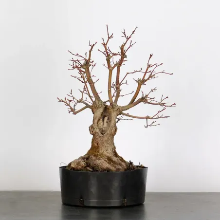 PREBONSAI ERABLE PALMATUM n°12