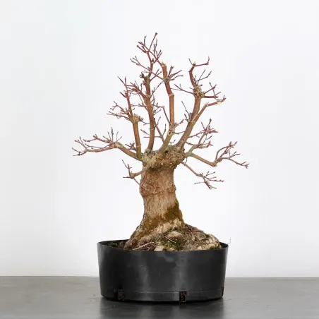 image supplémentaire - PREBONSAI ERABLE PALMATUM n°12