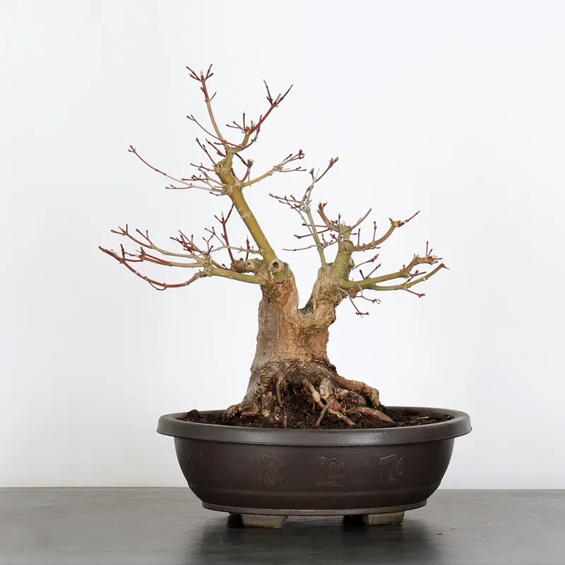 image supplémentaire - PREBONSAI ERABLE PALMATUM 13