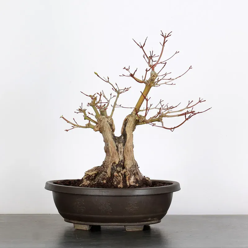 PREBONSAI ERABLE PALMATUM 13