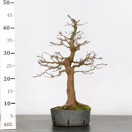 image supplémentaire - PREBONSAI ERABLE PALMATUM 14