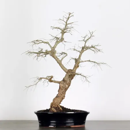 Bonsai Chinese Elm OR-1-4