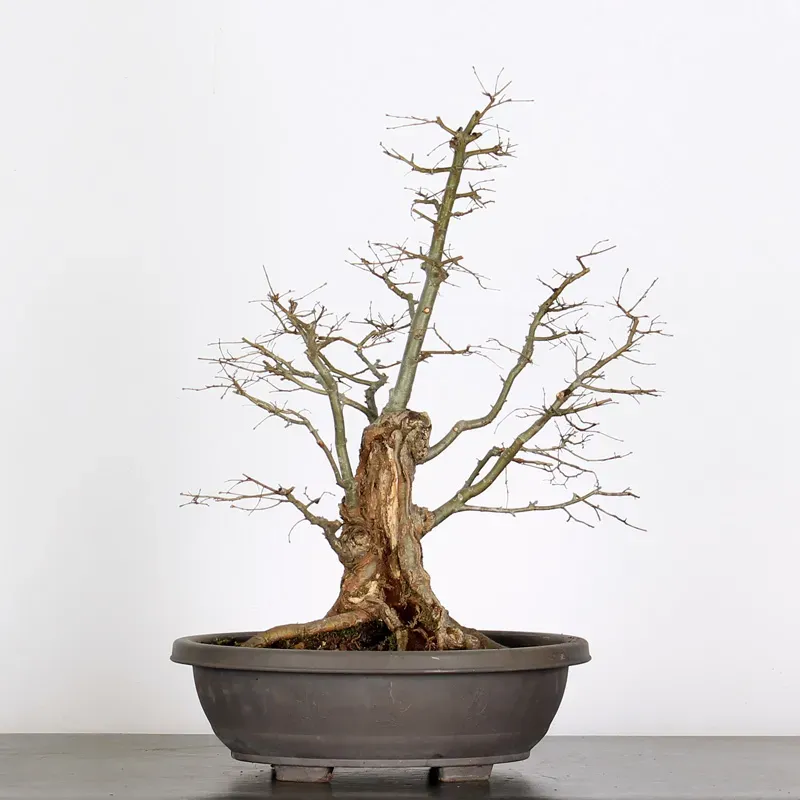 Bonsai Orme de Chine OR-2-13