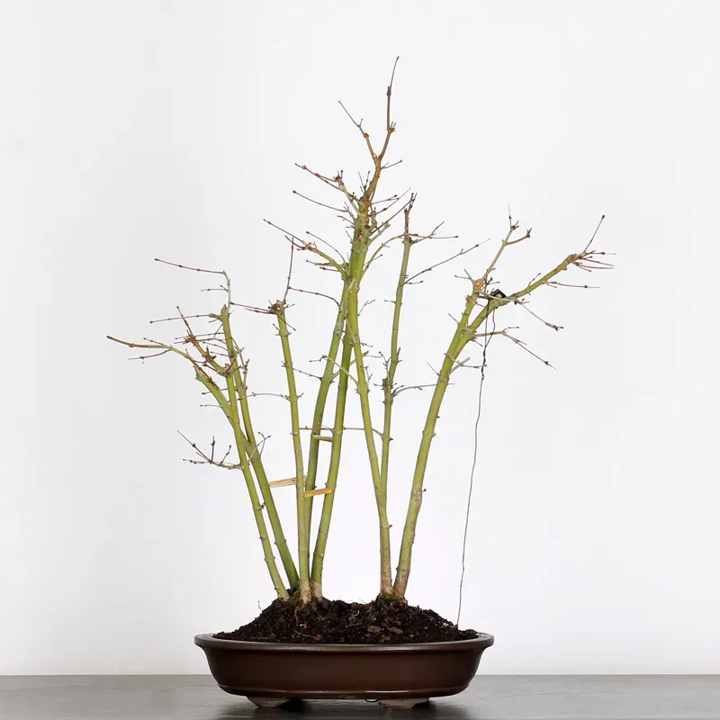 Bonsai Palmatum AP-2-5