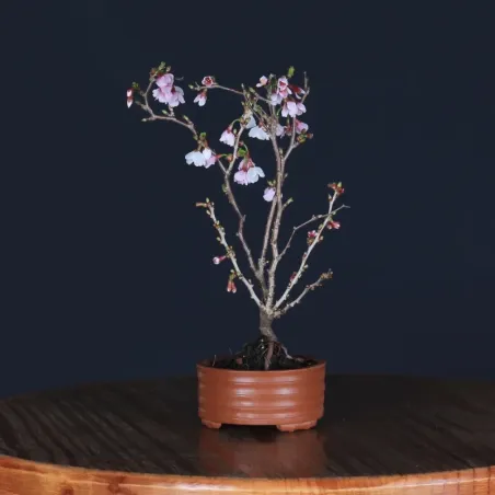 Bonsai Prunus Kojo No Mai