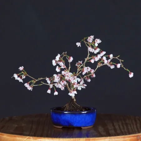 Bonsai Prunus Kojo No Mai