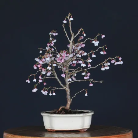 Bonsai Prunus Kojo No Mai