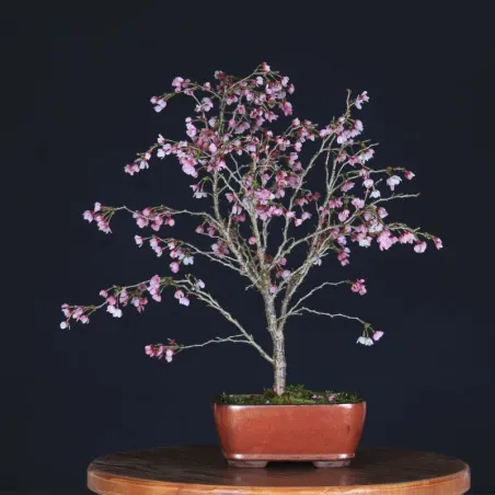 Bonsai Prunus Kojo No Mai