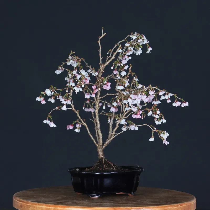 Bonsai Prunus Kojo No Mai