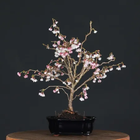 CERISIER DU JAPON "PRUNUS KOJO NO MAI" 2-16