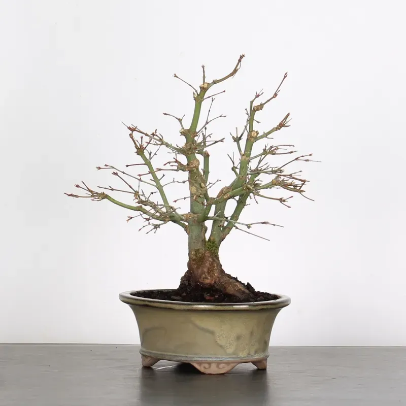 Bonsai Acer Palmatum AP-1-16