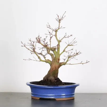 Bonsai Acer Palmatum AP-1-18