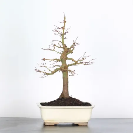 Bonsai Acer Palmatum AP-2-6