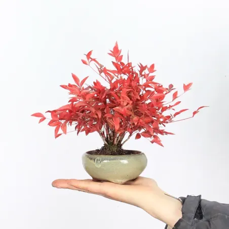 NANDINA "BAMBOU SACRE" 1-3