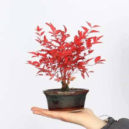 Bonsai Nandina "Bambou Sacré"