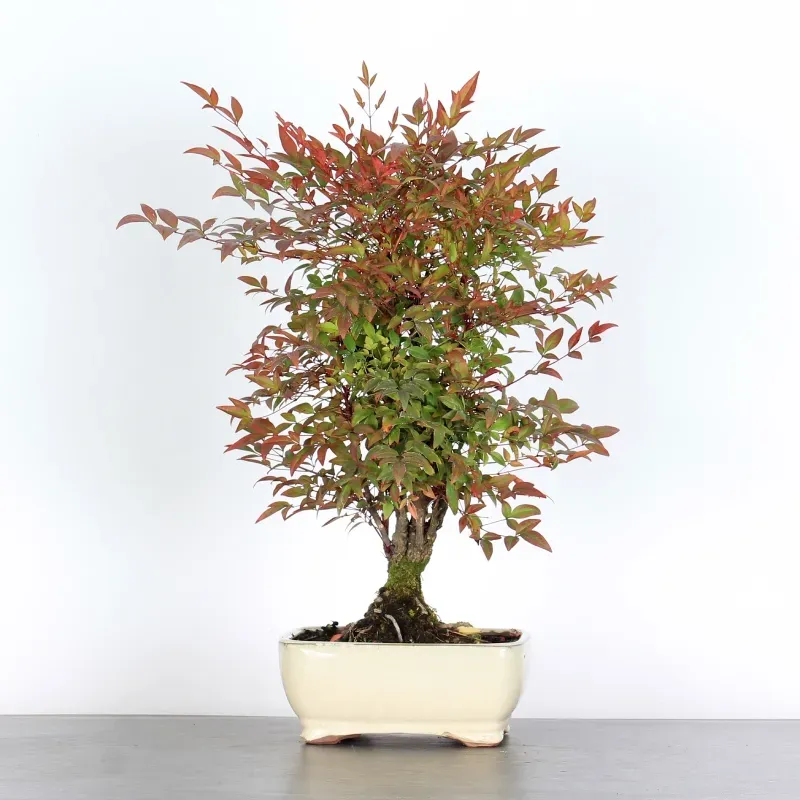 Bonsai  Nandina "Bambou Sacré"